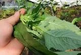Loại rau bồi bổ cơ thể, làm mát gan: Mọc hoang đầy Việt Nam mà ít ai biết để ăn