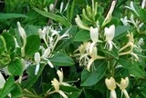 Hiện tượng cây kim ngân nở hoa