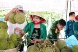 Nói thẳng lý do giá sầu riêng vừa chạm đỉnh đã rơi xuống đáy