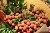 Giá vải thiều tăng cao chưa từng có, loại đẹp và chất lượng cao giá từ 130-150 ngàn đồng/kg