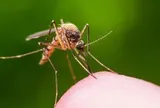 Vì sao có người bị muỗi “tấn công” nhiều hơn người khác? Nghiên cứu mới hé lộ nguyên nhân bất ngờ