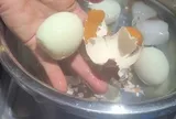 Luộc trứng nên đợi nước sôi hay thả ngay từ nước lạnh? Đơn giản thế mà nhiều người vẫn sai