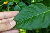 Đừng chỉ ăn quả, lá loại cây này quý như "nhân sâm người nghèo", mọc đầy ở quê nhưng ít ai biết