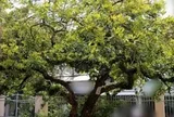 Người xưa dặn: Nhà có 5 cây này, không chỉ đẹp sang, càng trồng càng may mắn, bảo sao người giàu thích mê