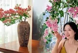 Lời khuyên cho người muốn trồng hoa giấy bonsai trong nhà