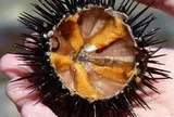Thứ bị bỏ đi của vỏ nhím biển bất ngờ trở thành "kho báu" với sáng chế độc quyền của người Việt