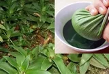 Tác dụng của cây lược vàng với sức khỏe