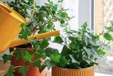 5 loại cây vừa lọc không khí, vừa làm mát nhà cực đỉnh: Biết trồng thì chẳng sợ nắng nóng