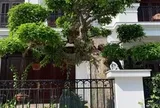 Người xưa dặn: Trước cửa có 3 cây này chẳng khác nào giữ báu vật trong nhà, tài lộc tụ về, con cháu dễ thành đạt