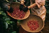 Cà phê đảo chiều giảm