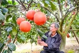 Loại quả Việt Nam lọt top ngon nhất thế giới: Chỉ có ở Thanh Hóa, mỗi năm thu 1 lần, cận vụ càng khó mua