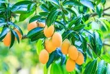 Ấn Độ bất ngờ gặp rắc rối với loại quả Việt Nam đang trồng rất nhiều: Sản lượng giảm đến 40%, giá cũng giảm một nửa