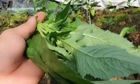 Loại rau bồi bổ cơ thể, làm mát gan: Mọc hoang đầy Việt Nam mà ít ai biết để ăn
