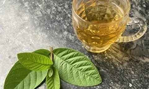 Cơ thể thay đổi thế nào nếu uống lá ổi liên tục vài tuần?