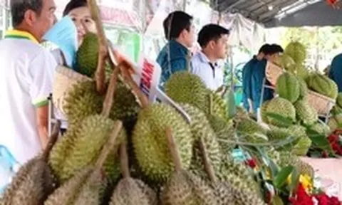 Chất lượng sầu riêng miền Tây không thua kém Thái Lan, vấn đề ở Cadimi
