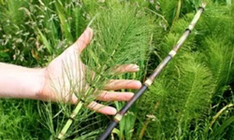"Mỏ vàng dược liệu" tại Việt Nam: Mọc dại không hoa, không hạt nhưng công dụng thì tuyệt vời