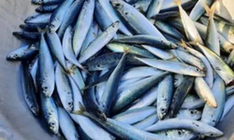 Bác sĩ tiết lộ 5 loại cá bình dân giàu omega-3 không thua cá hồi: Chợ Việt có tất cả