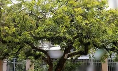 Người xưa dặn: Nhà có 5 cây này, không chỉ đẹp sang, càng trồng càng may mắn, bảo sao người giàu thích mê