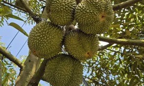 Cận cảnh vườn sầu riêng siêu đắt đỏ ở TP HCM