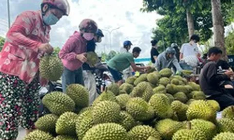 Siết chặt quản lý chất lượng sầu riêng