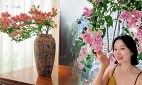 Lời khuyên cho người muốn trồng hoa giấy bonsai trong nhà