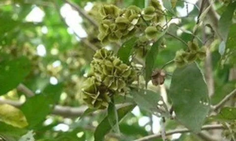 Từ loại cây mọc hoang, các nhà khoa học Việt lần đầu tạo ra chế phẩm kháng viêm, diệt tế bào ung thư