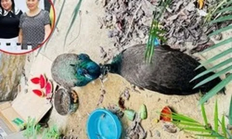 Người phụ nữ mất ăn mất ngủ vì nhặt được 2 con chim lạ ở Nghệ An, chỉ mong tìm được chủ: Đã rõ cái kết